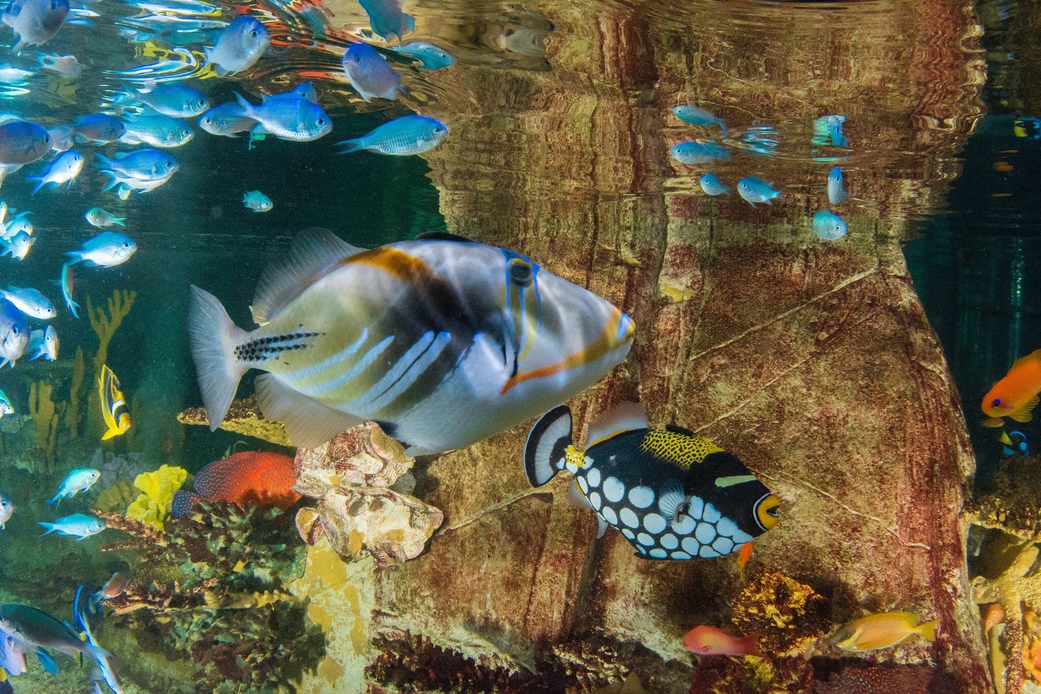 Picasso Triggerfish and Clown Triggerfish
