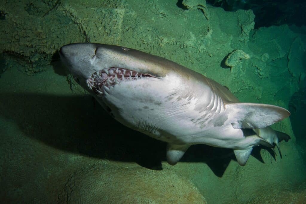 Sharks of the world: Find out what’s swimming in the deep