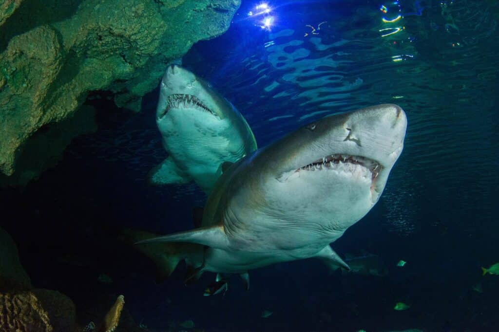 Sand Tiger Sharks