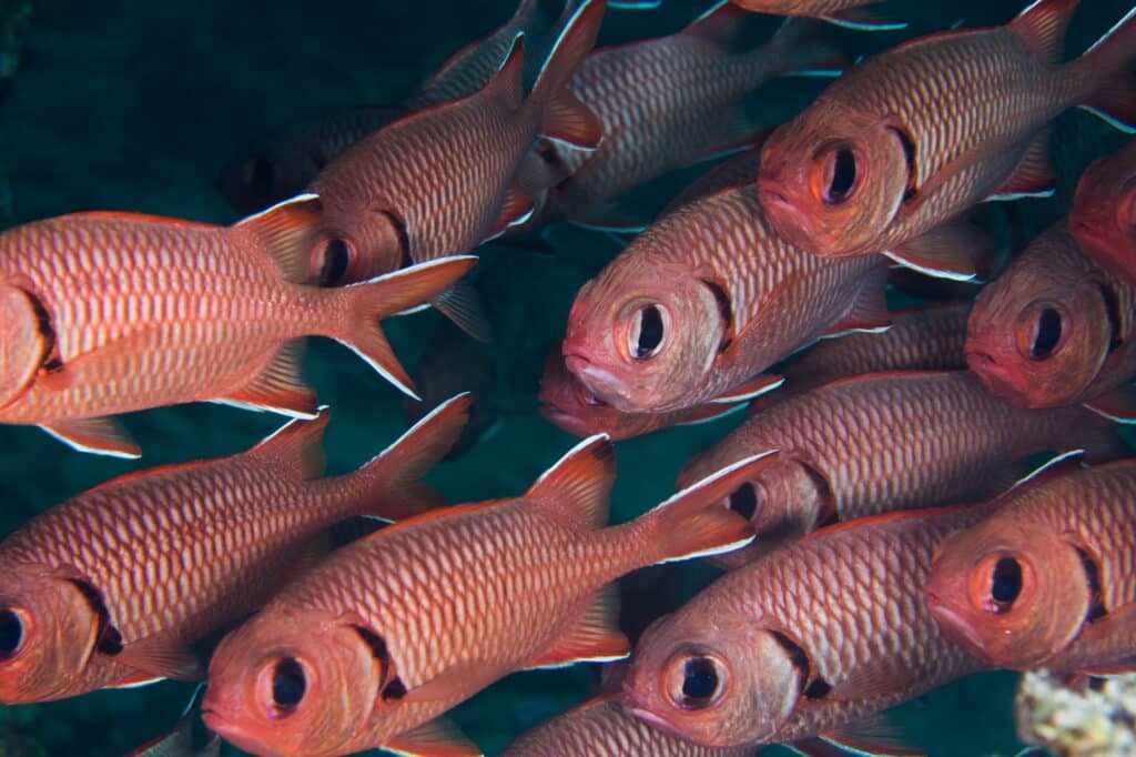 10 of the Best Ocean Documentaries to Stream at Home