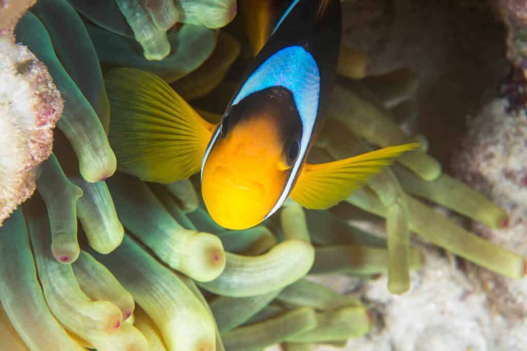 Clownfish