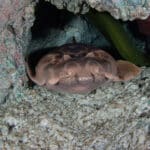 Western Wobbegong