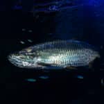 Atlantic Tarpon