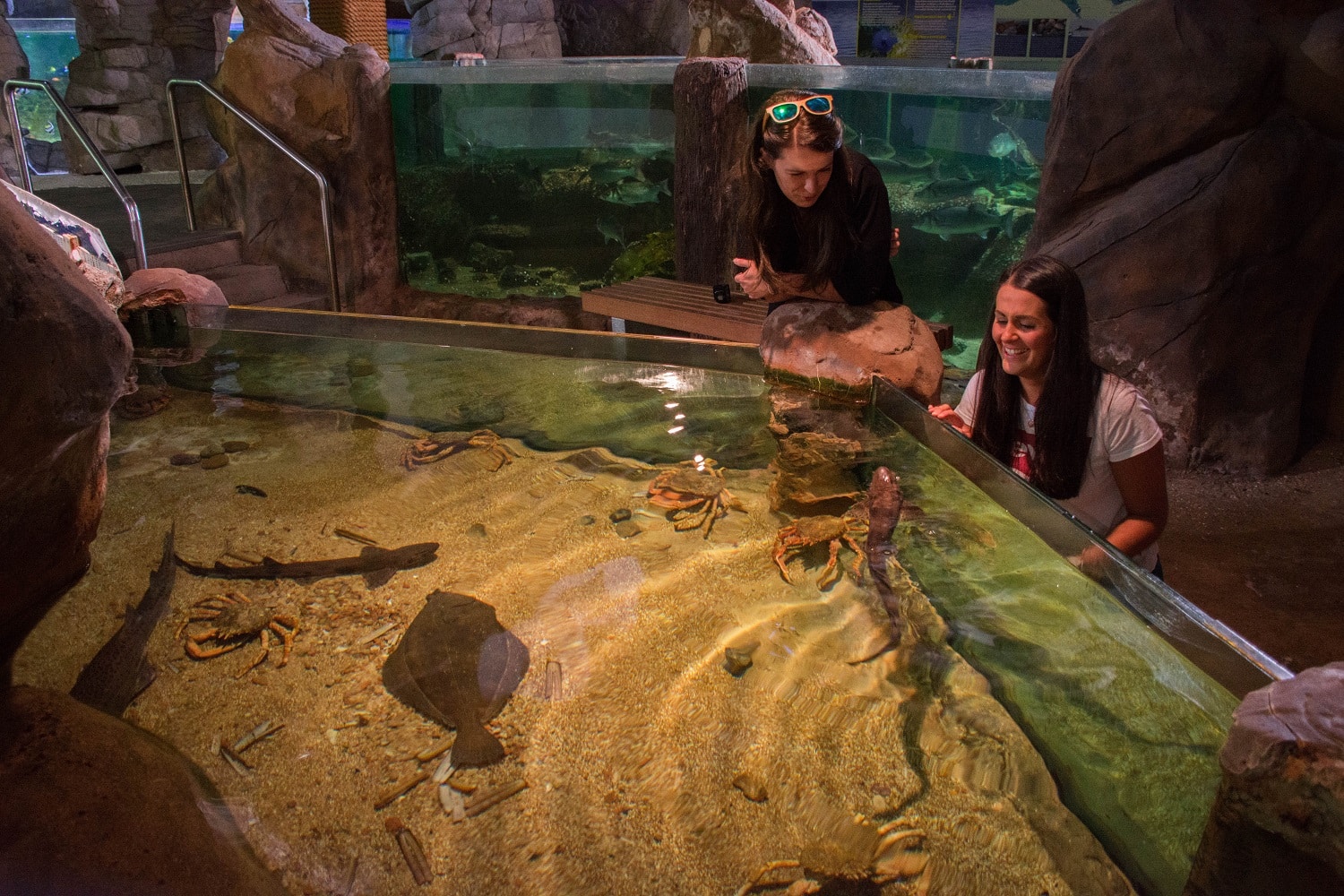 Flounder, Lesser spotted Dogfish, Crabs and visitors