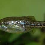 Butterfly Splitfin