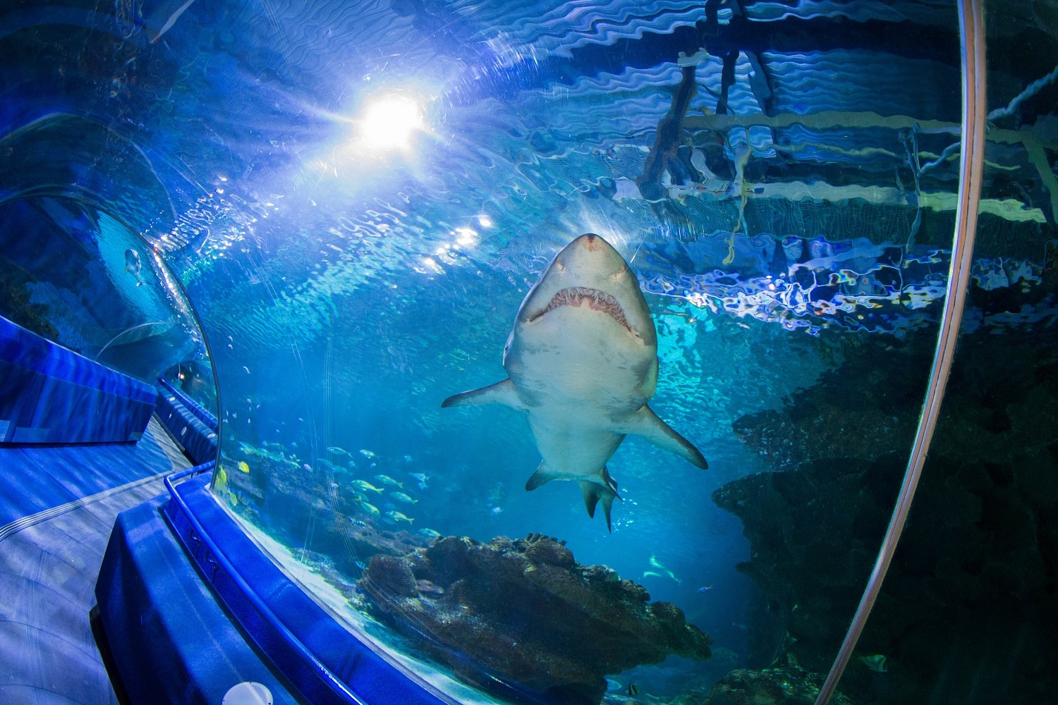 Sand Tiger Shark over shark tunnel