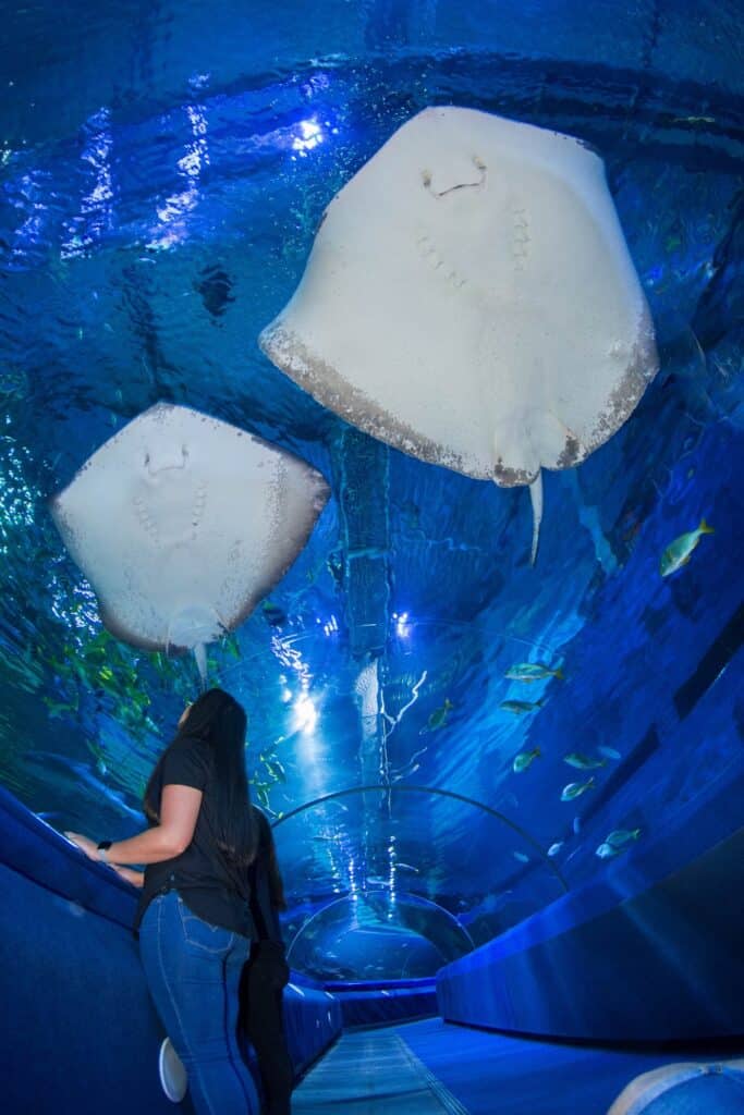 Half Term at Blue Planet Aquarium: What You Can Expect from Your Visit