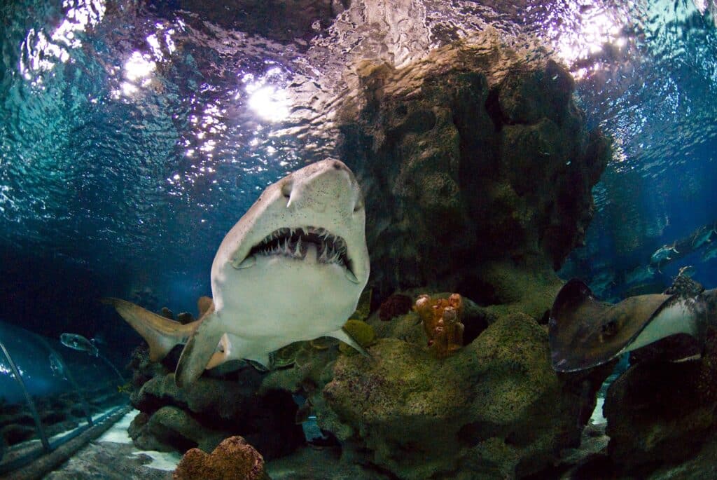 The 7 biggest sharks of Blue Planet Aquarium and the world