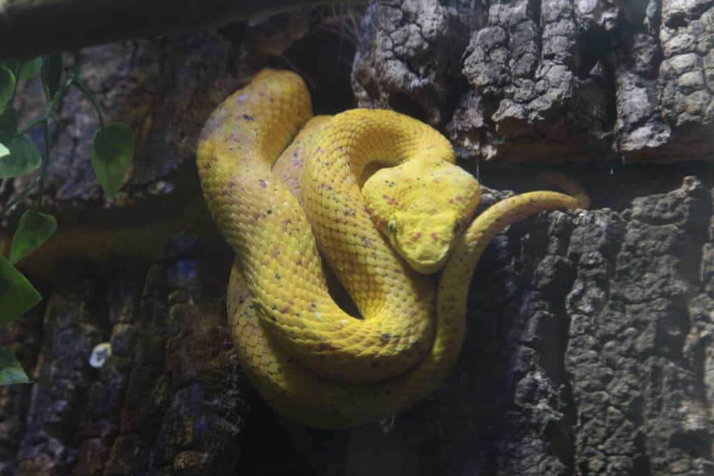 Viper Snake
