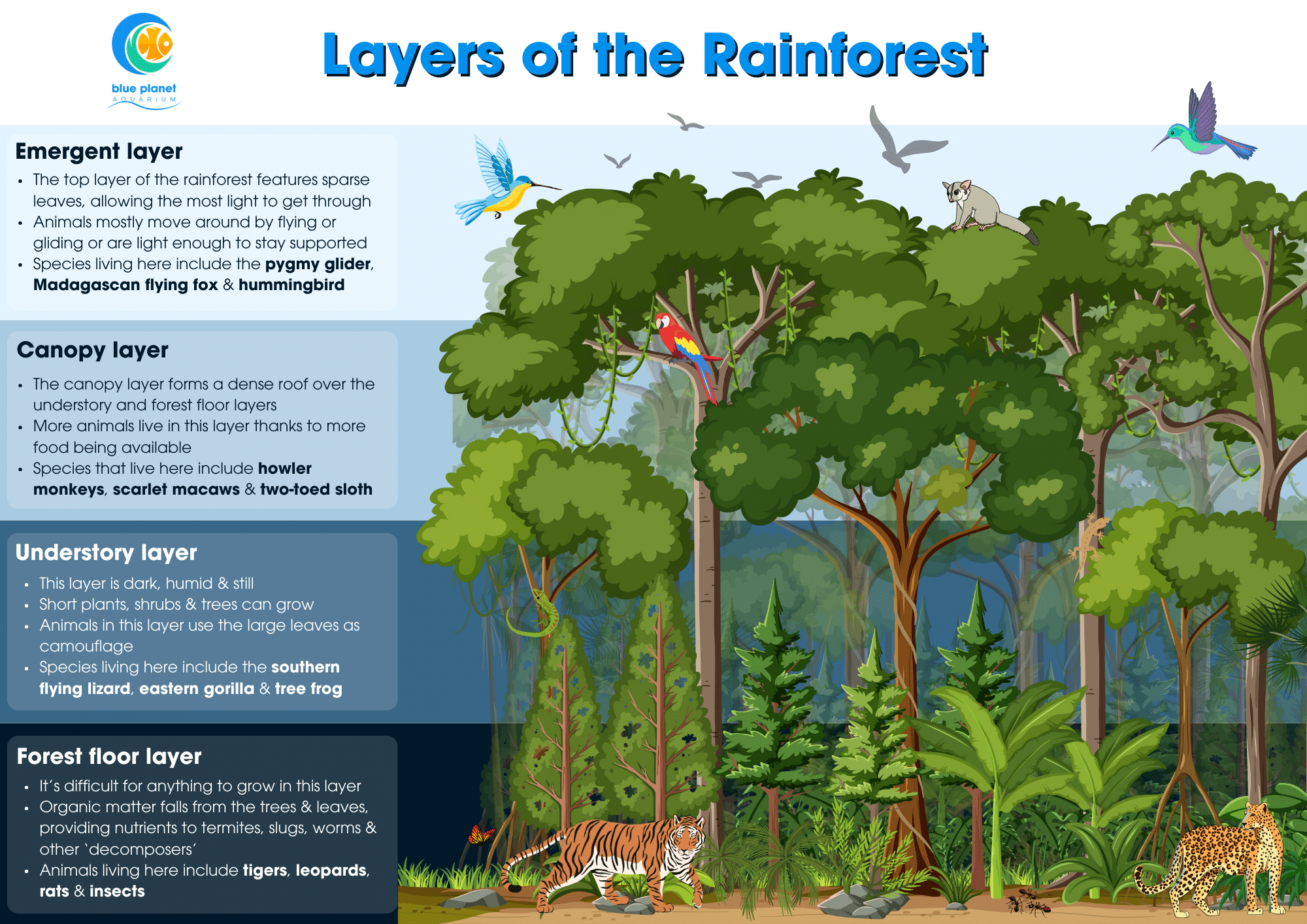 The Layers Of The Rainforest And What They Mean Blue Planet Aquarium