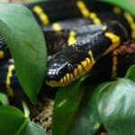 Mangrove Snake
