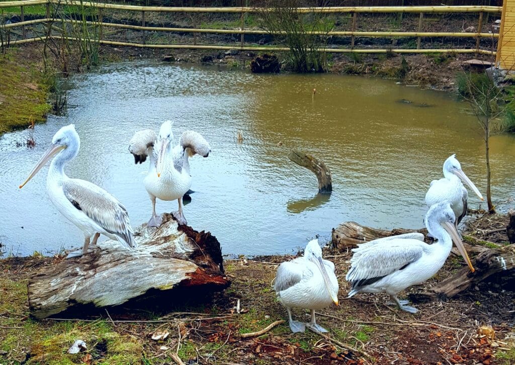 Dalmatian Pelican