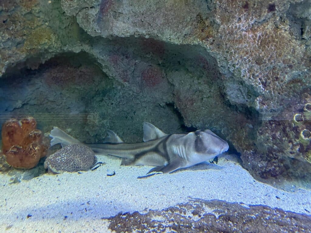Port Jackson Sharks have arrived at Blue Planet Aquarium