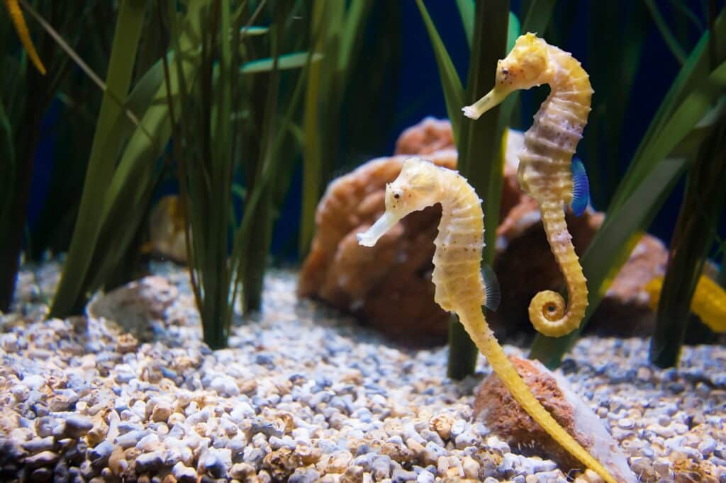 Romance Beneath The Waves
