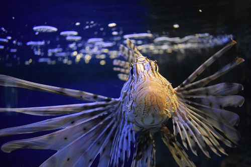 Meet the Predators – February Half Term
