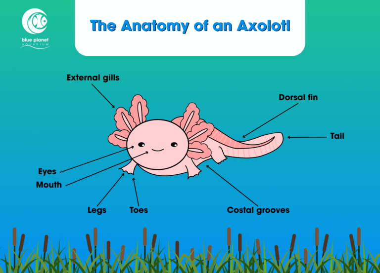 Taking a Closer Look at the Anatomy of an Axolotl - Blue Planet Aquarium