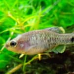 Tequila Splitfin