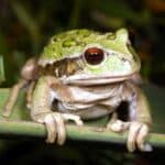 Andean Marsupial Tree Frog