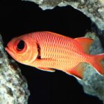 Squirrel Fish