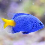 Blue Damsel
