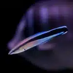 Cleaner Wrasse