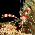 Boxing Shrimp