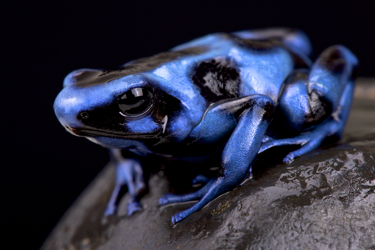 Blue and black poison frog (Dendrobates auratus)