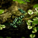 Green and Black Poison Frog