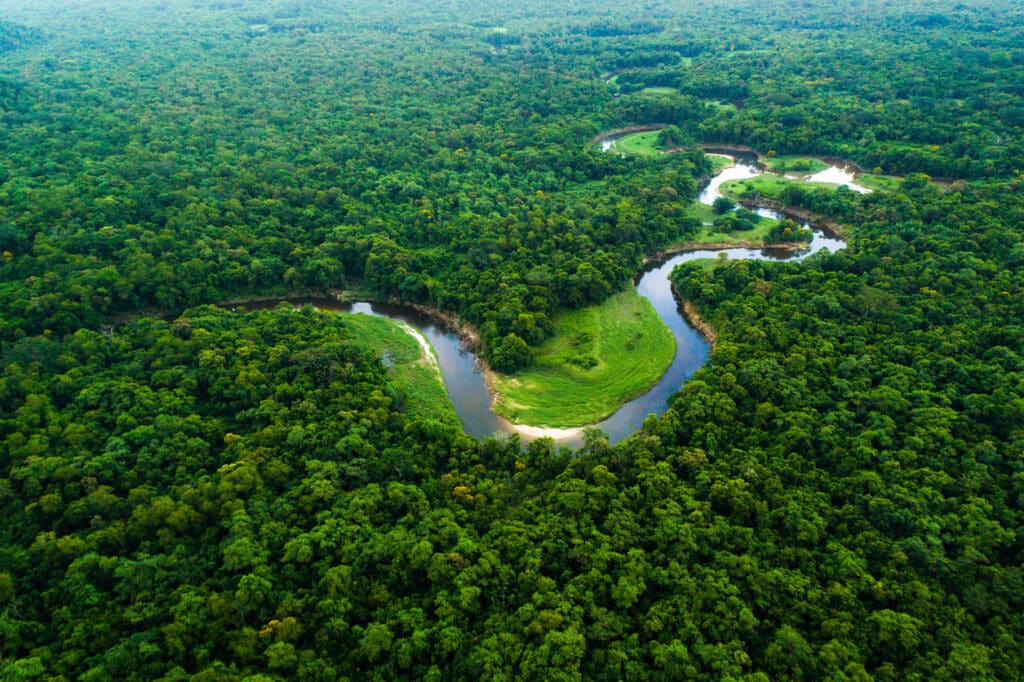 5 Fascinating Fish You’ll Find in the Amazon River