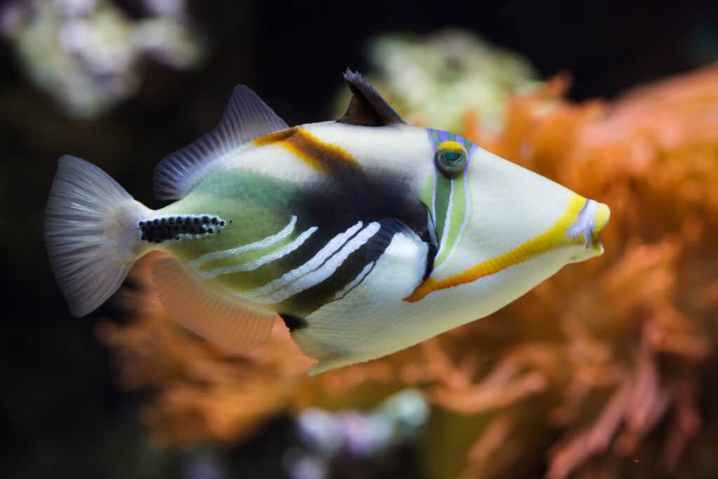 Lagoon triggerfish (Rhinecanthus aculeatus), also known as the Picasso triggerfish.