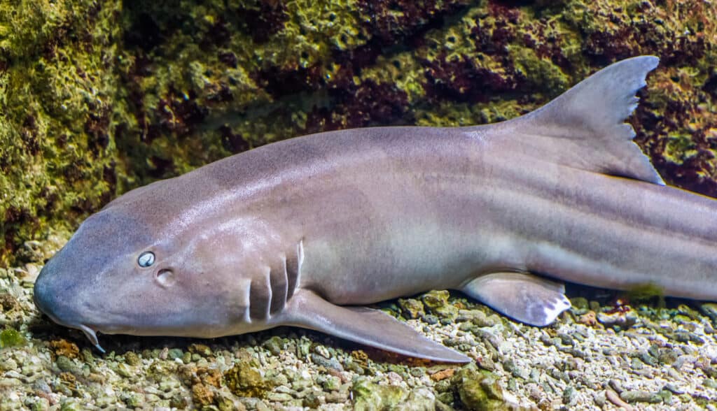 Brownbanded Bamboo Shark