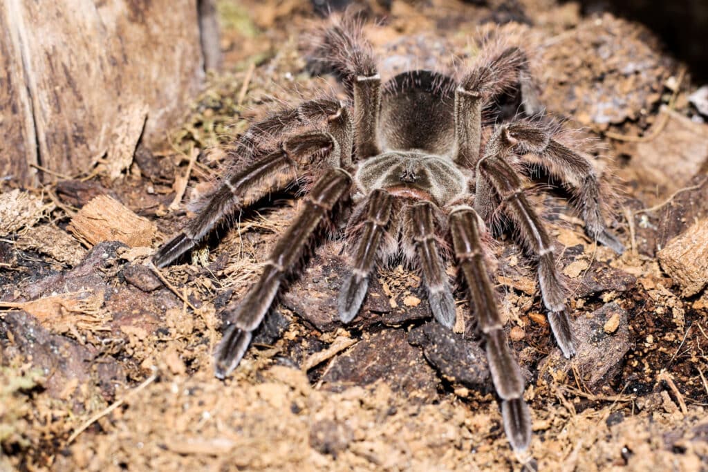 Goliath Bird Eater Tarantula