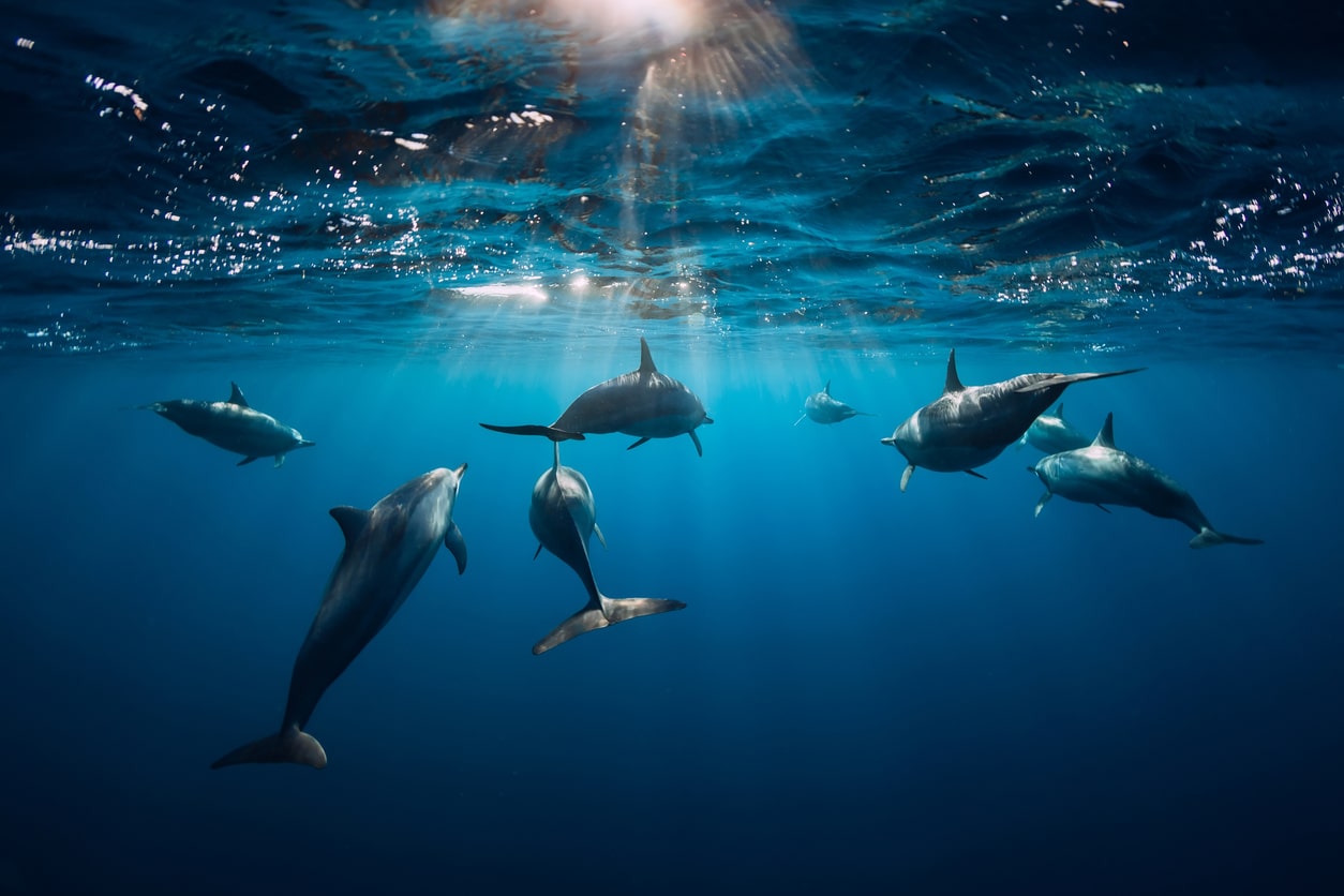The Ocean Food Chain: Explained
