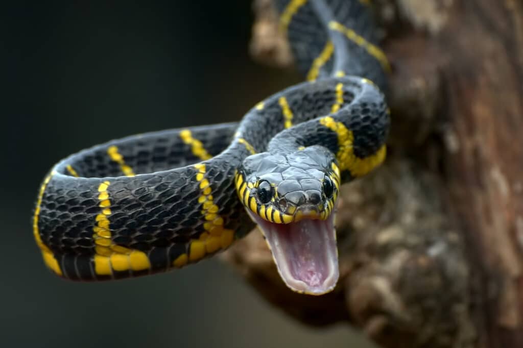 Mangrove Snake