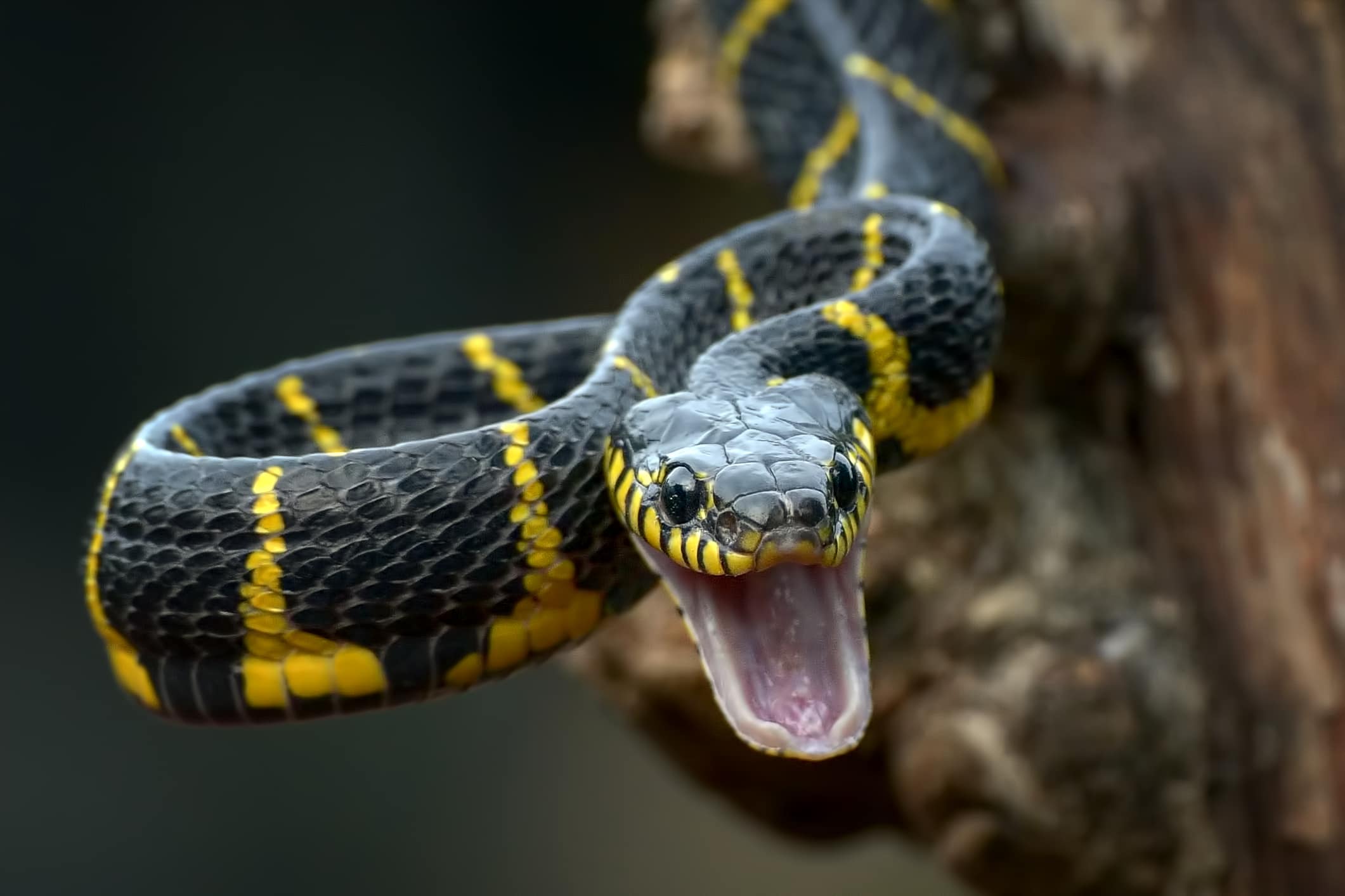 mangrove snake with mouth open