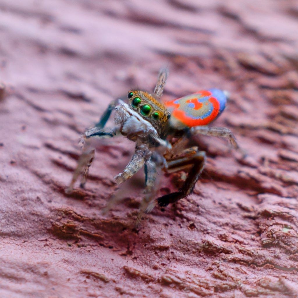 A Guide to Arachnids