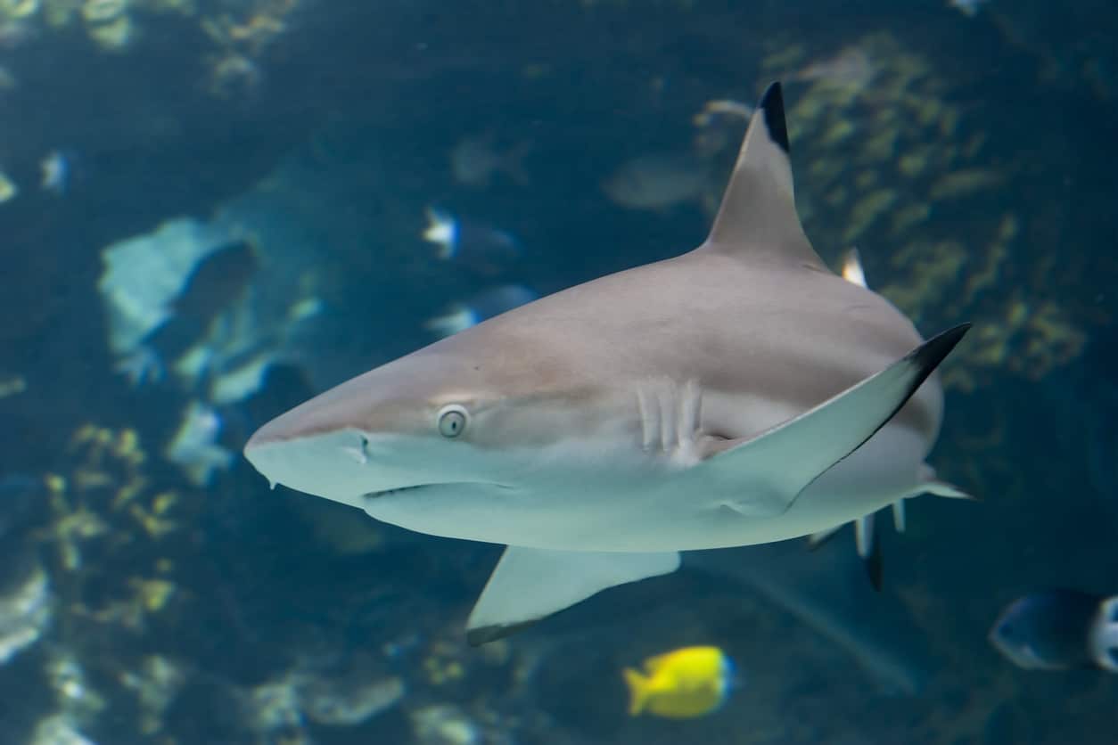 Blacktip Reef Shark (Carcharhinus melanopterus) swimming over reef.