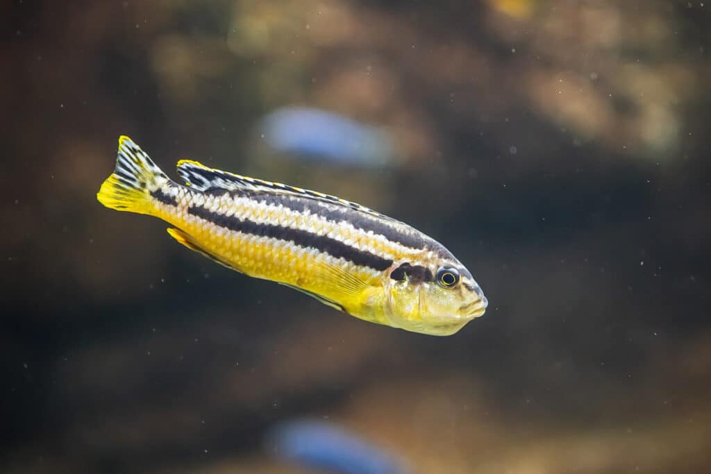 6 Facts You Should Know About Cichlids