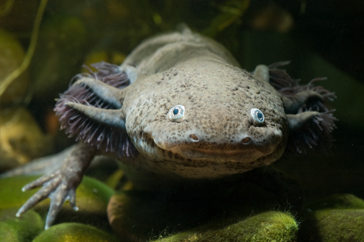 Taking a Closer Look at the Anatomy of an Axolotl