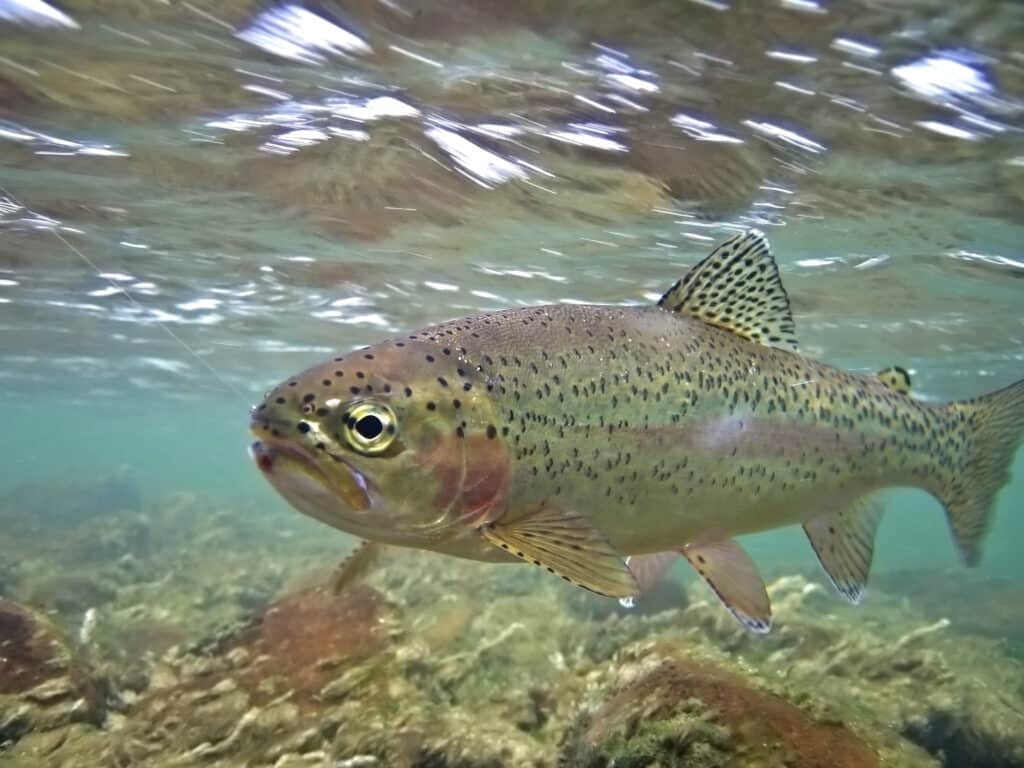trout swimming