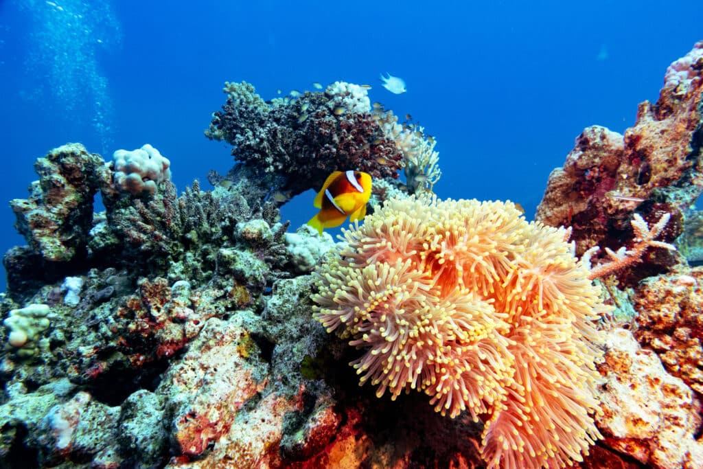 6 Fun Facts about Sea Anemones