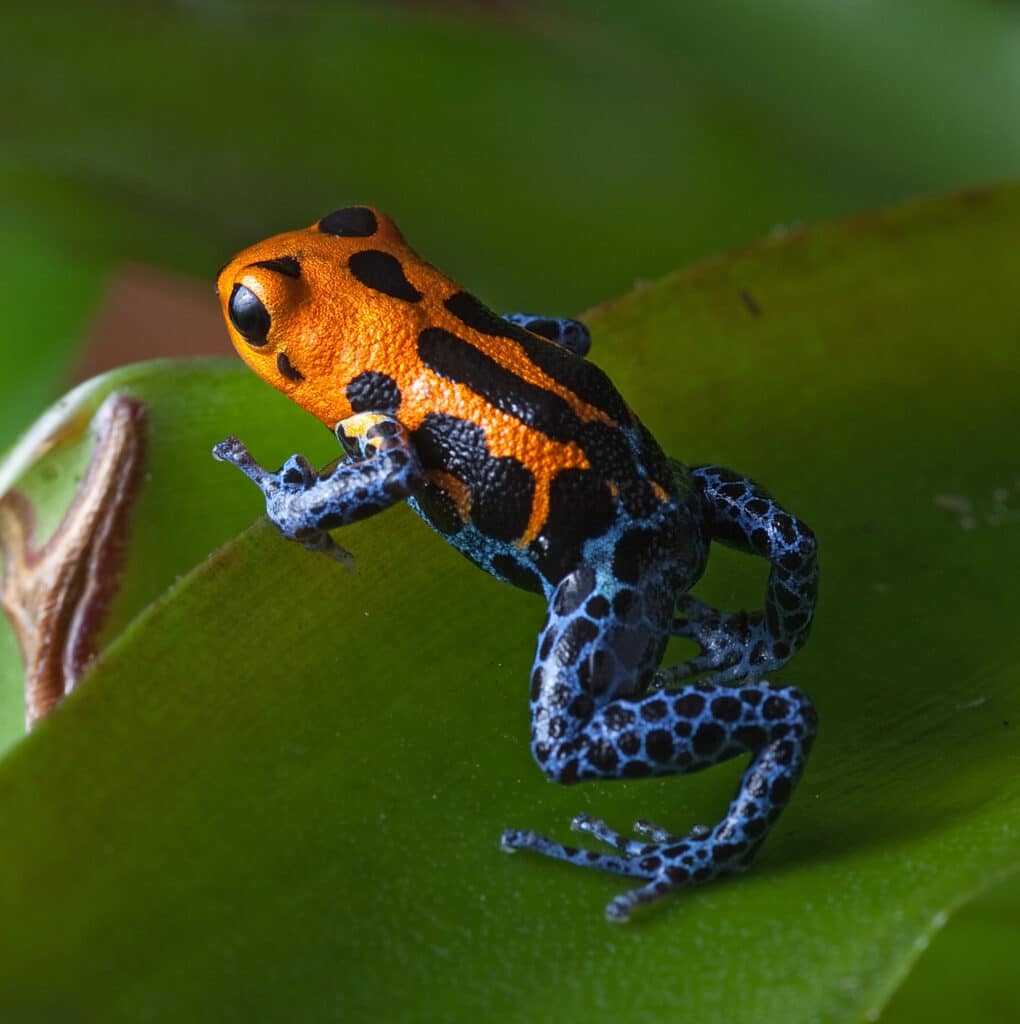 Exploring Animals from Around the World