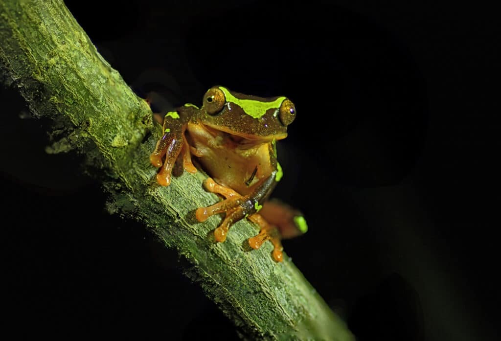 A Clown tree frog "Dendropsophus sarayacuensis" is seen perching on a branch. This tree frog is a nocturnal, arboreal frog inhabiting understory vegetation in primary and secondary tropical rainforest and forest edges. It is found in the Amazon region. It has a distinct pattern or brown, green and orange colors. It is a small rare colorful frog.