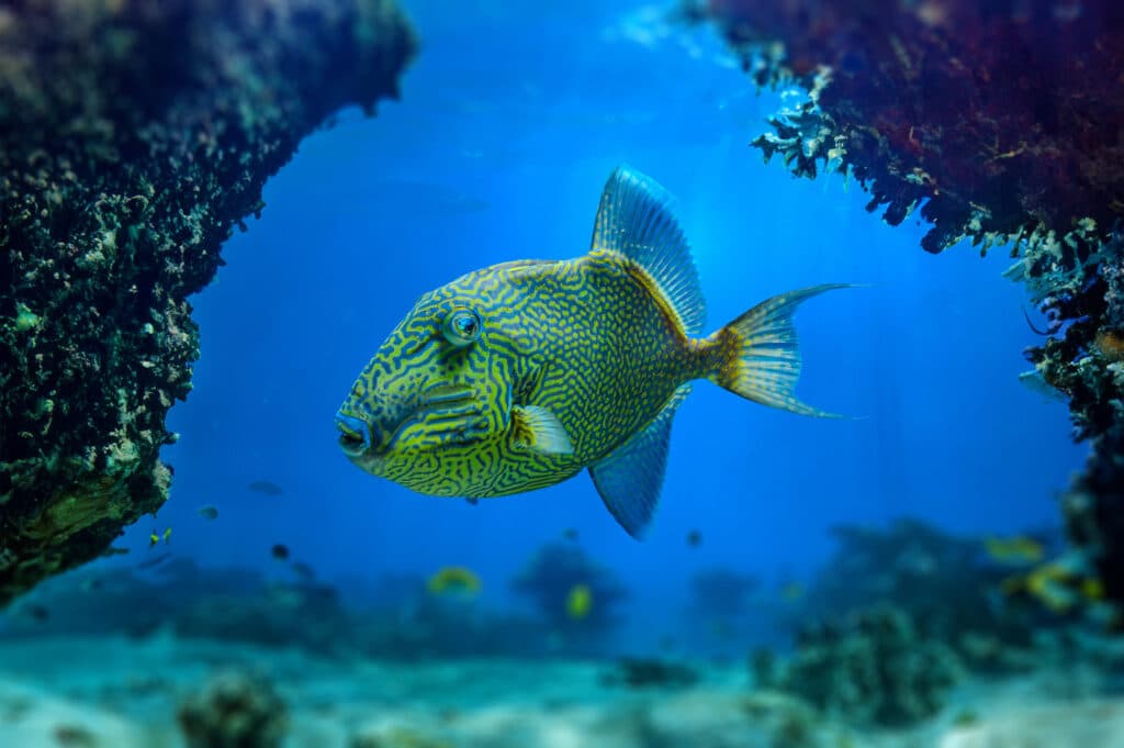 Pseudobalistes fuscus blue triggerfish, rippled triggerfish, yellow-spotted triggerfish and blue-and-gold triggerfish is a fish belonging to the family Balistidae