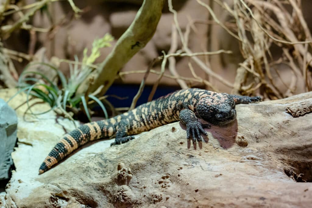 Gila Monster