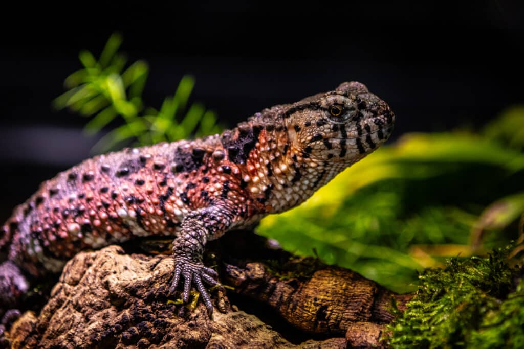 Chinese Crocodile Lizard