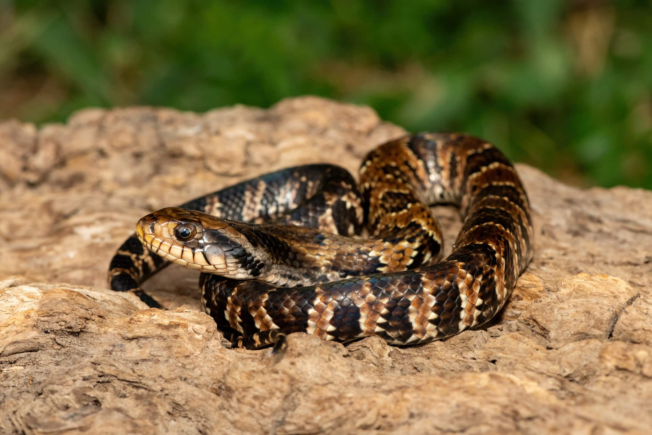 False water cobra (Hydrodynastes gigas)