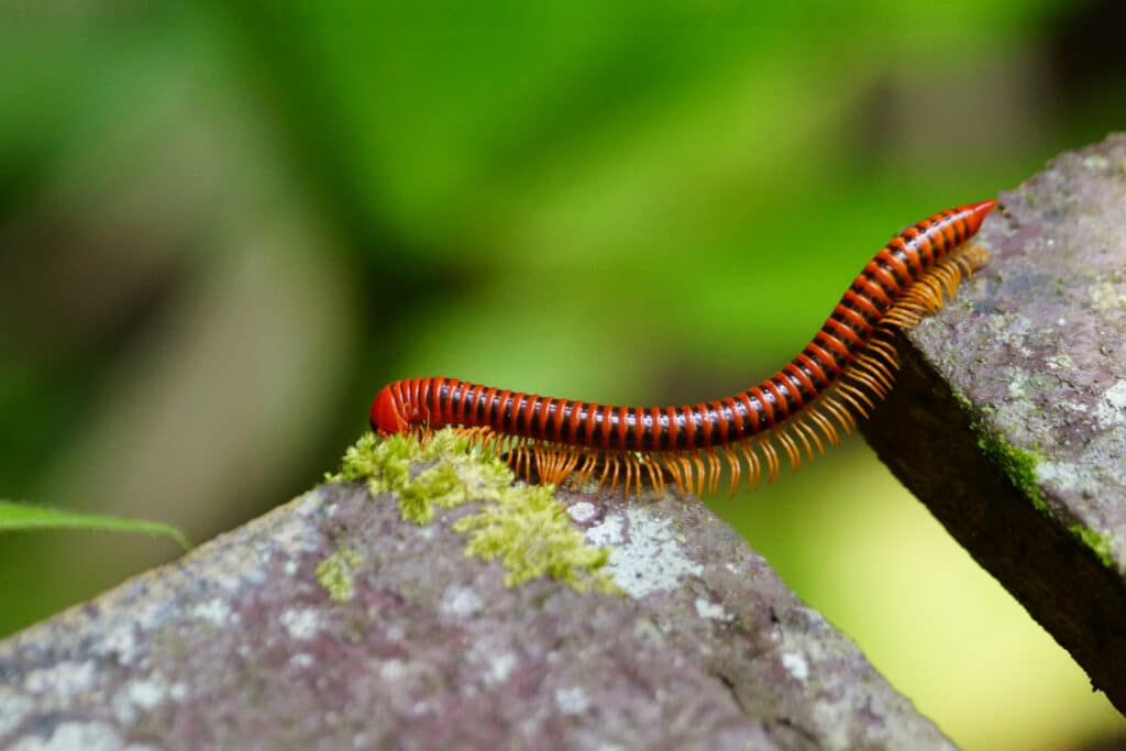 What Animal Has the Most Legs? 5 Fascinating Facts About Millipedes