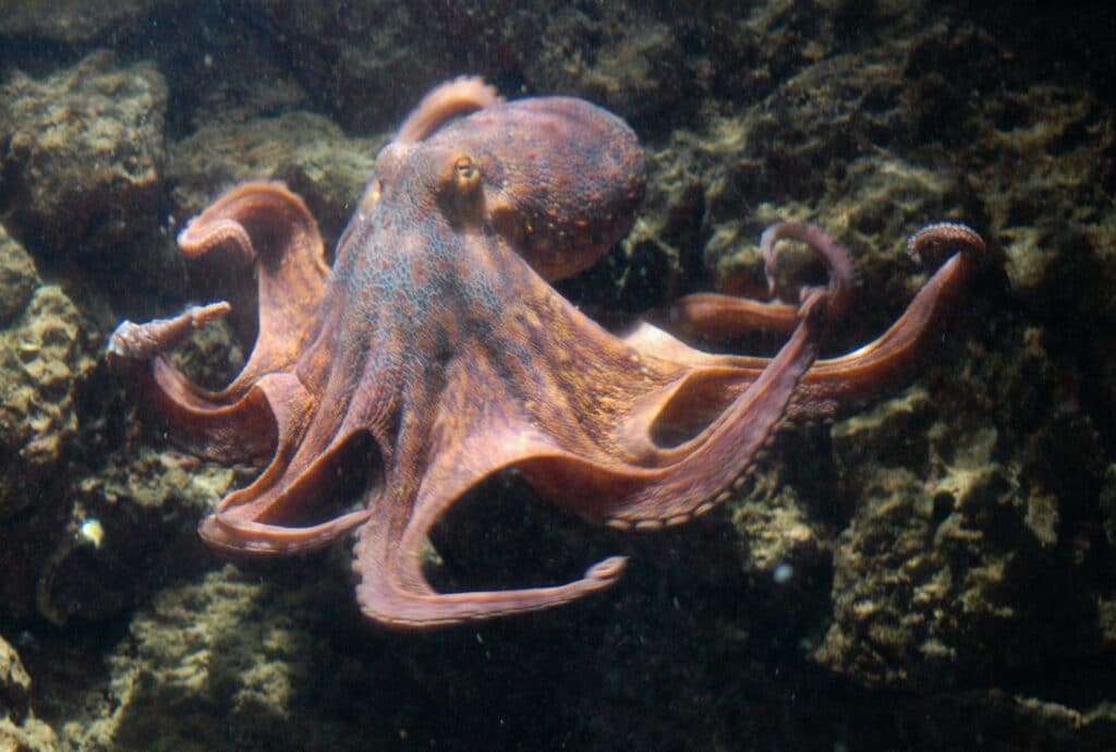 What is a Cephalopod and How to Identify One