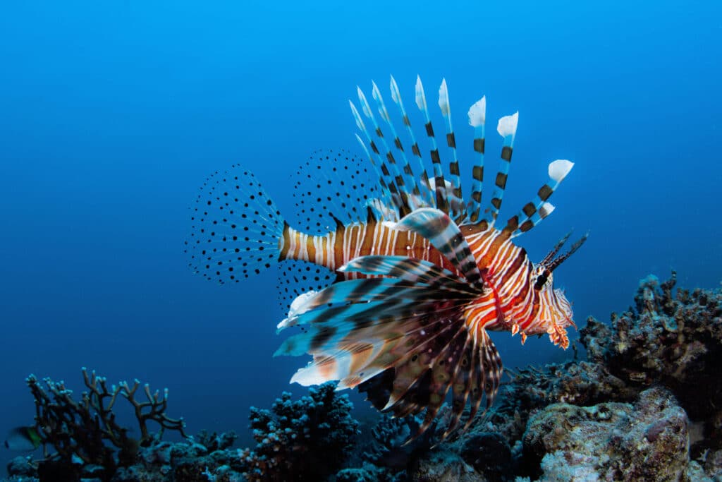 Lionfish: Everything You Need to Know